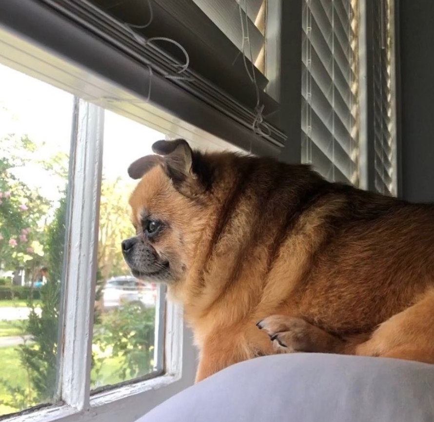 Pug and pomeranian 2025